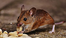 attic-and-crawl-space-pest-treatment Experts in Lamoine